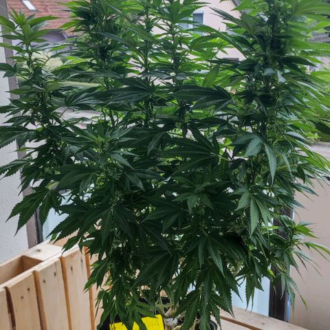 +10 Jahre alte Sativa Bonsai growlog timeline photo