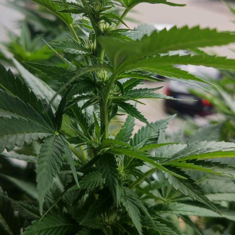 +10 Jahre alte Sativa Bonsai growlog timeline photo