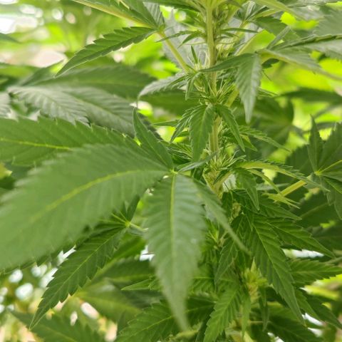 +10 Jahre alte Sativa Bonsai growlog timeline photo