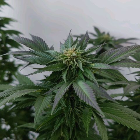 +10 Jahre alte Sativa Bonsai growlog timeline photo
