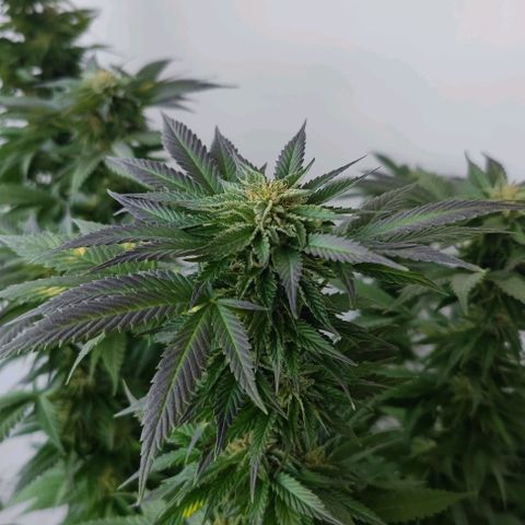 +10 Jahre alte Sativa Bonsai growlog timeline photo