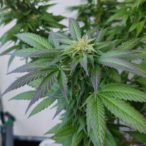 +10 Jahre alte Sativa Bonsai growlog timeline photo