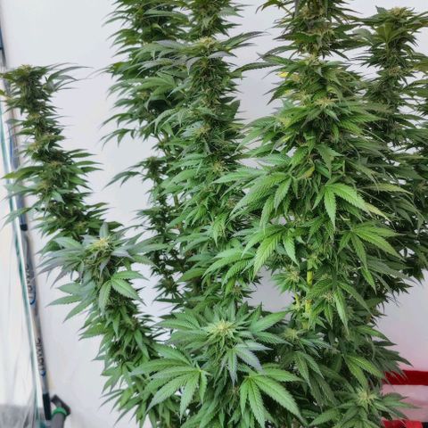 +10 Jahre alte Sativa Bonsai growlog timeline photo