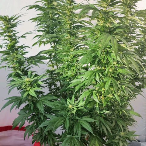 +10 Jahre alte Sativa Bonsai growlog timeline photo