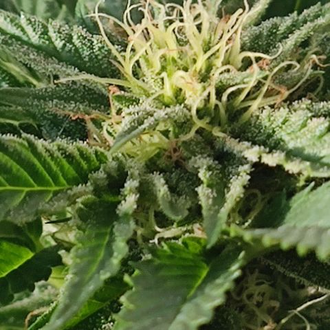 +10 Jahre alte Sativa Bonsai growlog timeline photo