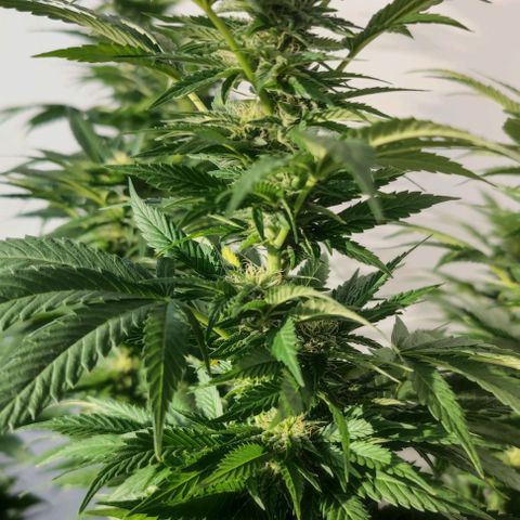 +10 Jahre alte Sativa Bonsai growlog timeline photo