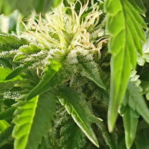 +10 Jahre alte Sativa Bonsai growlog timeline photo