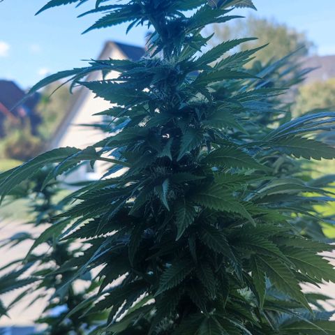 +10 Jahre alte Sativa Bonsai growlog timeline photo