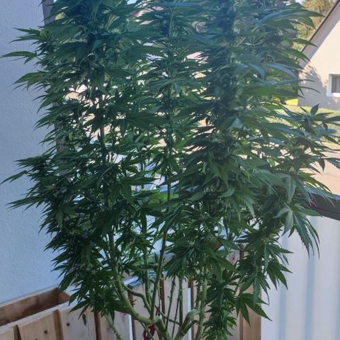 +10 Jahre alte Sativa Bonsai growlog timeline photo