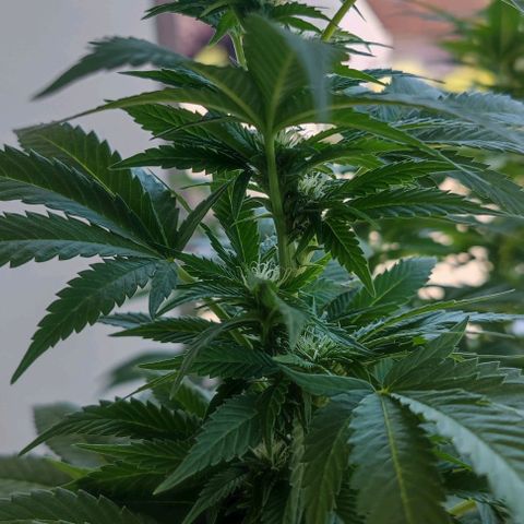 +10 Jahre alte Sativa Bonsai growlog timeline photo