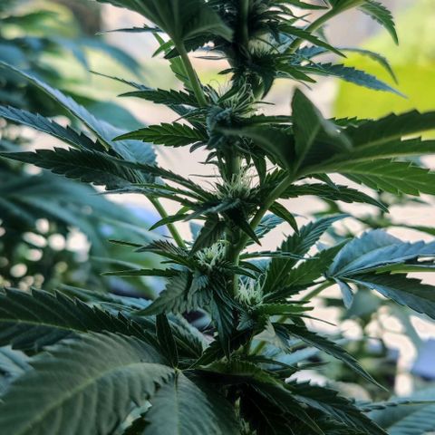 +10 Jahre alte Sativa Bonsai growlog timeline photo