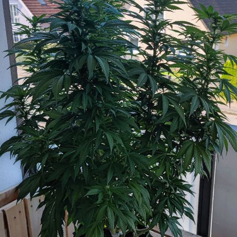 +10 Jahre alte Sativa Bonsai growlog timeline photo