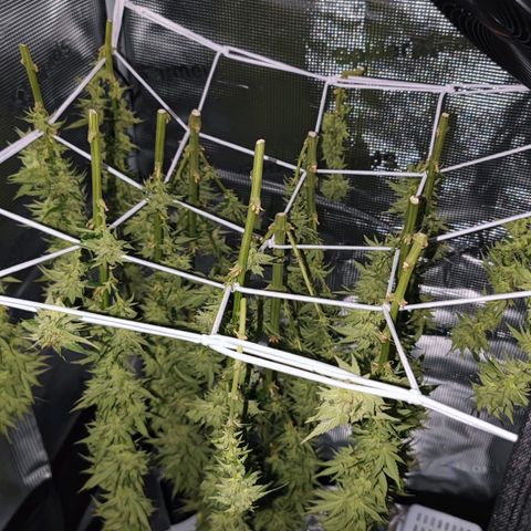 +10 Jahre alte Sativa Bonsai growlog timeline photo