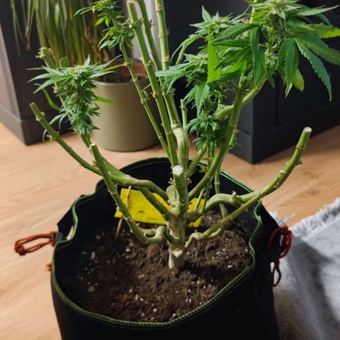 +10 Jahre alte Sativa Bonsai growlog timeline photo