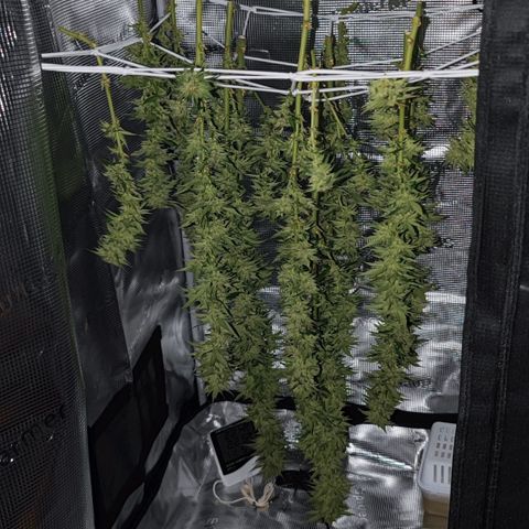 +10 Jahre alte Sativa Bonsai growlog timeline photo
