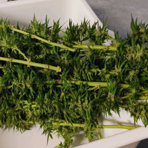 +10 Jahre alte Sativa Bonsai growlog timeline photo