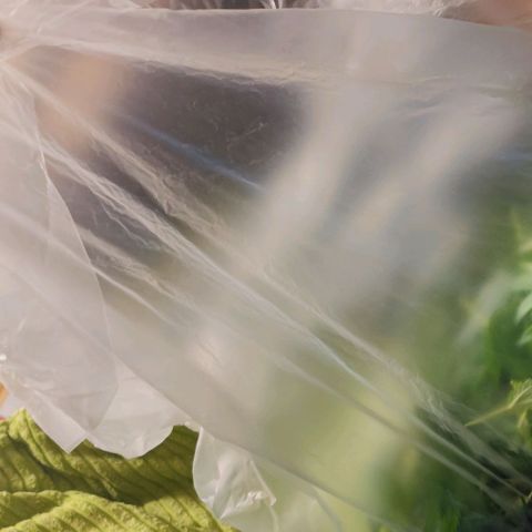 +10 Jahre alte Sativa Bonsai growlog timeline photo