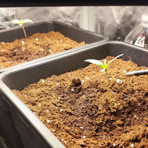 Kush growlog timeline photo
