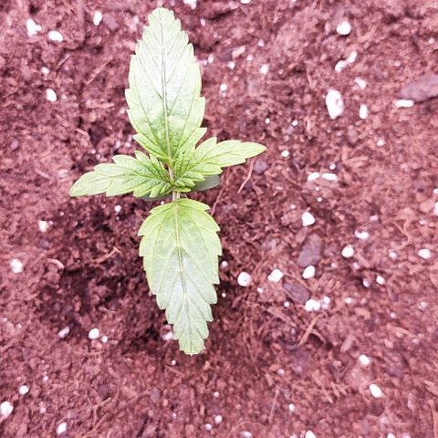 Kush growlog photo: Una de ellas necesita un tutor para estar erguida posiblemente por un golpe en el tallo cuando la transplante 