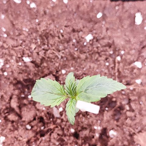 Kush growlog photo: Una de ellas necesita un tutor para estar erguida posiblemente por un golpe en el tallo cuando la transplante 