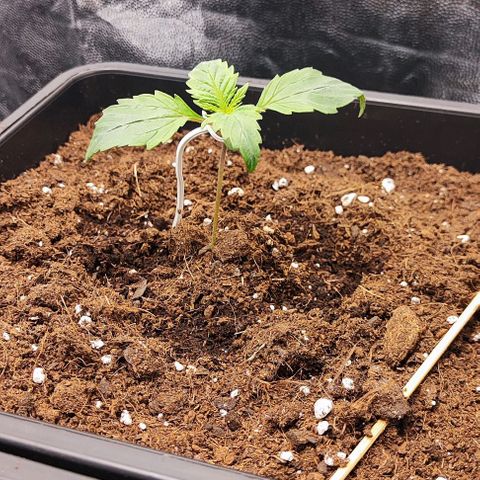 Kush growlog timeline photo