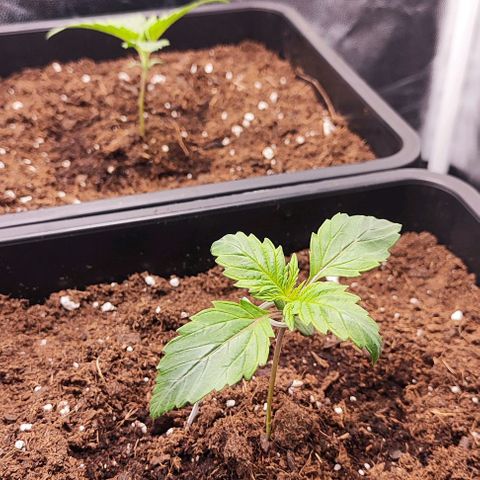 Kush growlog timeline photo
