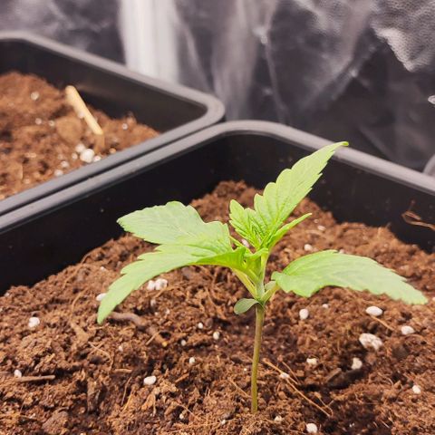 Kush growlog timeline photo