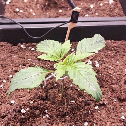 Kush growlog timeline photo