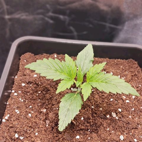 Kush growlog timeline photo