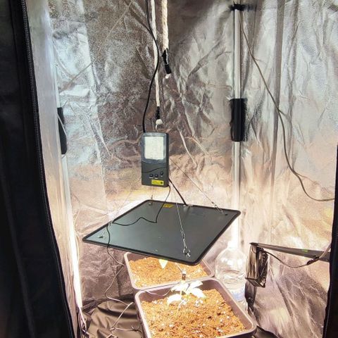 Kush growlog photo: La casa de mis primeras niñas😄