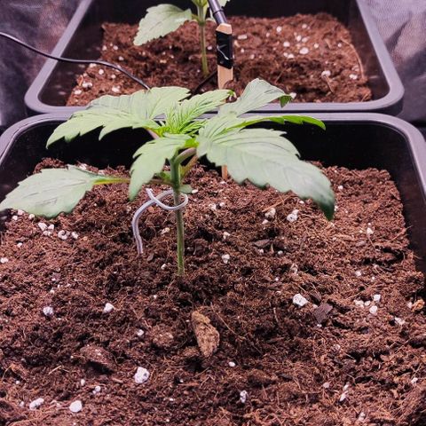 Kush growlog timeline photo