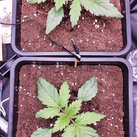 Kush growlog timeline photo