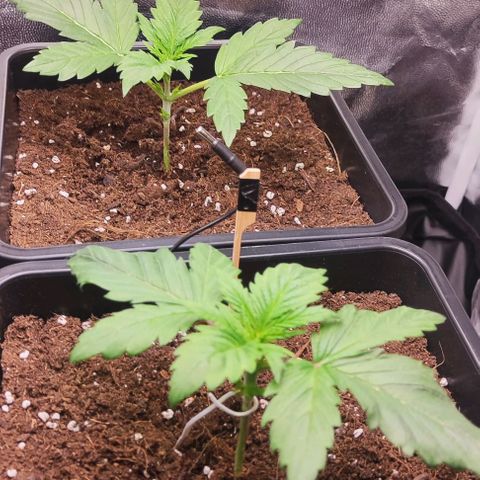 Kush growlog photo: Retiradas primeras hojas