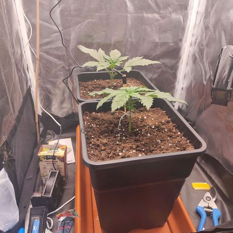 Kush growlog timeline photo