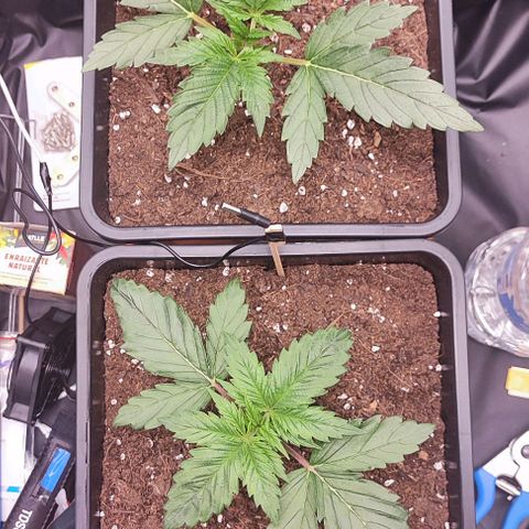 Kush growlog timeline photo