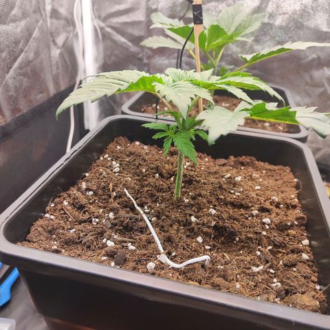 Kush growlog timeline photo