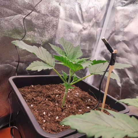 Kush growlog timeline photo
