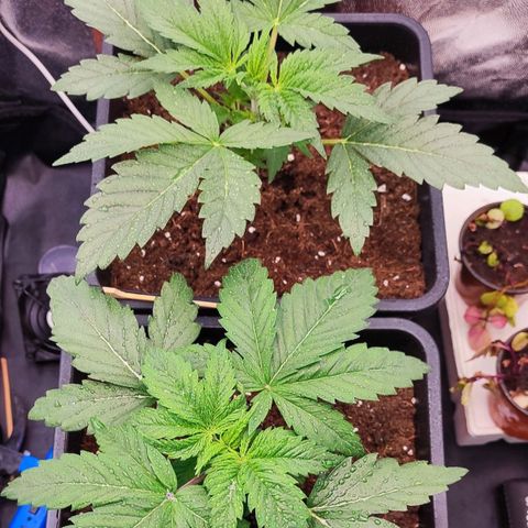 Kush growlog timeline photo