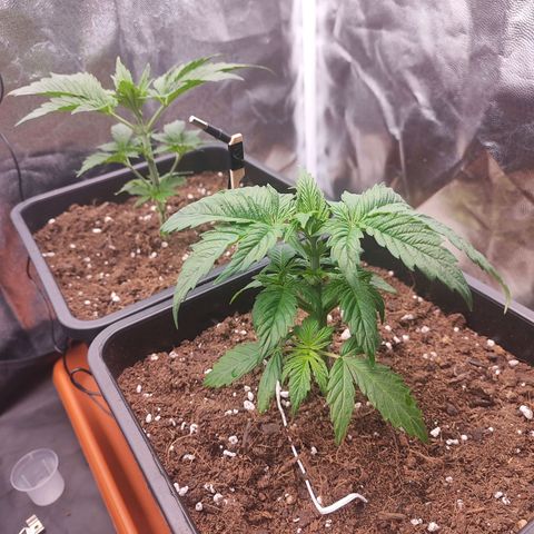 Kush growlog timeline photo