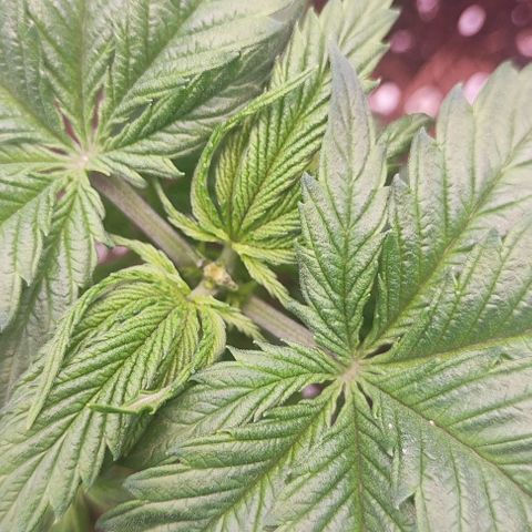 Kush growlog photo: Poda apical.
Ahora a esperar que las niñas crezcan.