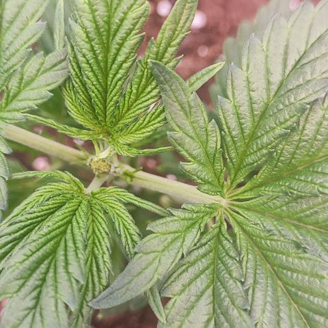 Kush growlog photo: Poda apical.
Ahora a esperar que las niñas crezcan.