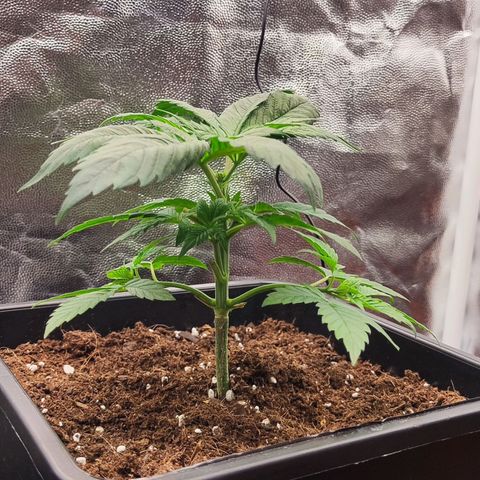 Kush growlog timeline photo