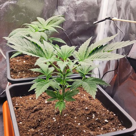 Kush growlog timeline photo
