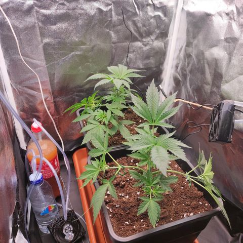 Kush growlog timeline photo