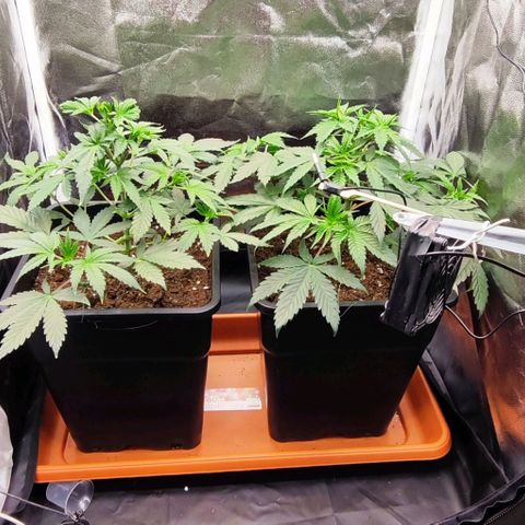 Kush growlog timeline photo