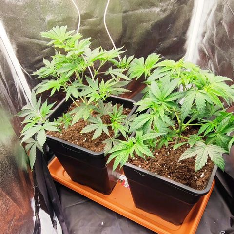 Kush growlog timeline photo