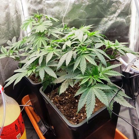 Kush growlog timeline photo