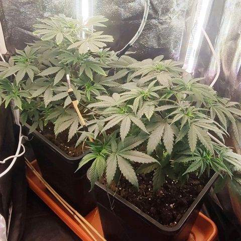 Kush growlog photo: Primer día en ciclo floración 