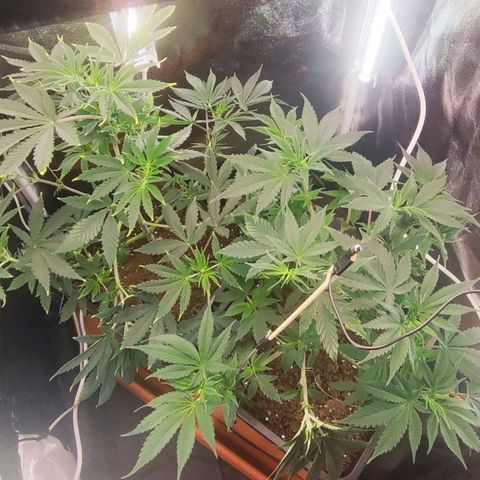 Kush growlog photo: Entrenadas y listas pará florecer 