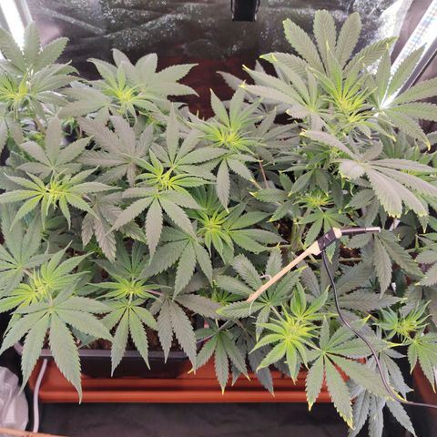 Kush growlog timeline photo
